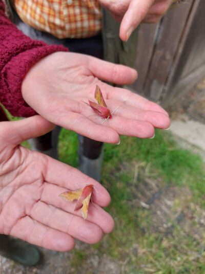 Wildlife Trust volunteer holding two moths.